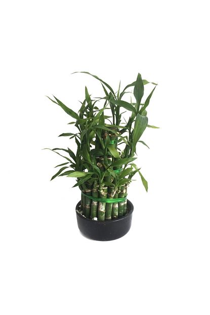 Betonish Lucky Bamboo Sans Bambusu Ev Ve Ofis Bitkisi Trendyol