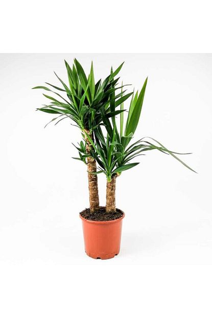 Fidanburada Yuka Bitkisi Yucca Massengena 2 Govdeli 70 90 Cm Standart Trendyol