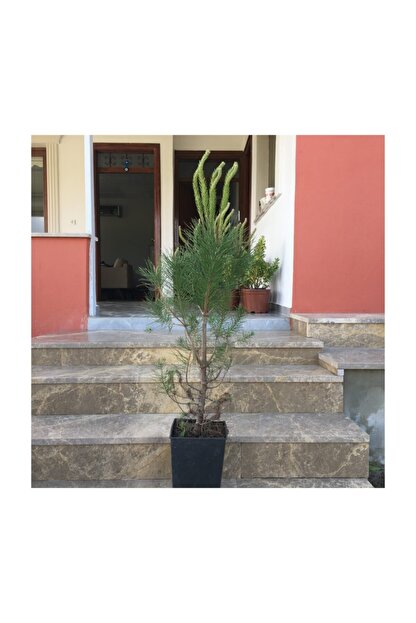 Ithal Nadir Alman Mavi Okaliptus Agaci Tohumu 10 Tohum Supriz Hediye Bonsai Agaci Tohumu Gittigidiyor Tohum Bonsai Agaclari Bitki