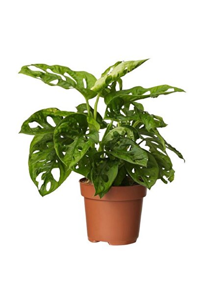 Ithal Deve Tabani Monkey Mask Sarkici 30 40 Cm Ev Bitkisi Salon Bitkisi Trendyol