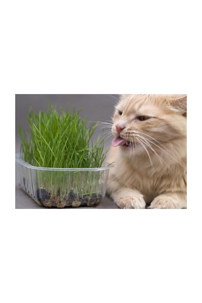 Tohhum Kedi Cimi Tohumu 1000 Tohum Saksi Toprak Trendyol