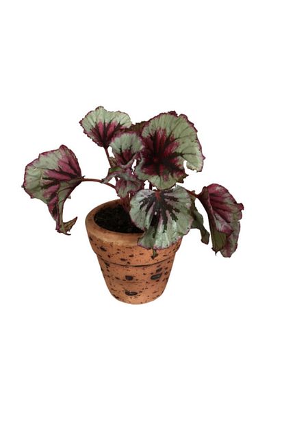 Armen Botanik Toprak Saksida Begonia Beleaf Begonya Rex Trendyol