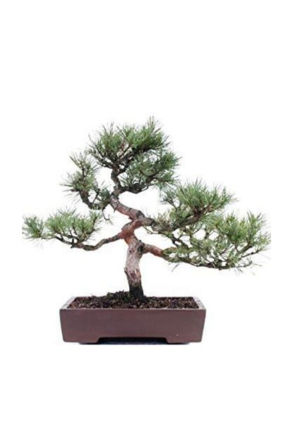 Cam Tohumculuk Saricam Bonzai Agaci Tohumu 5 Adet Bonsai Agaci Tohumu Trendyol