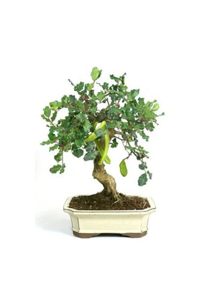 Cam Tohumculuk Bodur Keci Boynuzu Bonzai Agaci Tohumu 5 Adet Bonsai Agaci Tohumu Trendyol