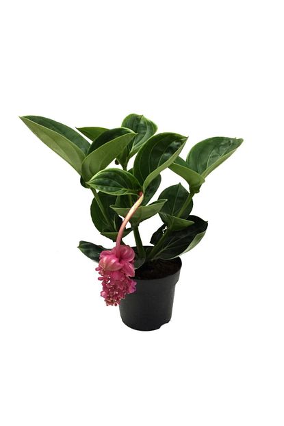 Betonish Medinilla Magnifica Medine Gulu Ev Bitkisi Trendyol
