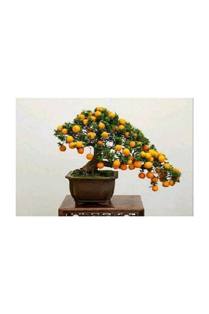 Cam Tohumculuk Bodur Kayisi Bonzai Agaci Tohumu 2 Adet Bonsai Agaci Tohumu Trendyol