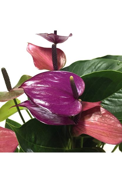 Betonish Anthurium Andraeanum Purple Mor Cicekli Antoryum Ev Bitkisi Trendyol