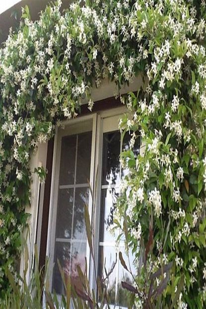 E Fidanci Star Arap Yasemini Rhyncospermum Jasminoides 100 Cm Saksida Trendyol
