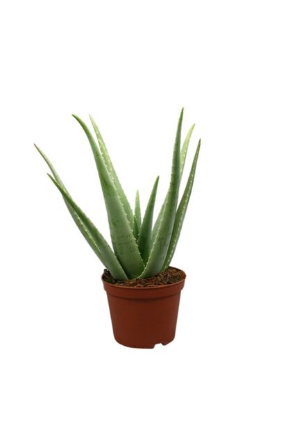 Oskaryum Aloe Vera Bitkisi 25 30 Cm Trendyol