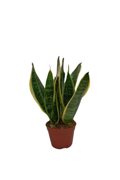 Ender Peyzaj Sansevieria Trifasciata Pasa Kilici Cicegi 30 Cm Ev Ve Ofis Bitkisi Trendyol
