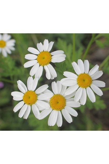 gumusdugme bitkisi tohumu tanacetum parthenium feverfew