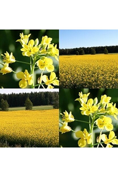 asenya yem salgami tohumu 10 kg lenox tohumu ot tipi yem salgami yem bitkisi tohumlari fiyati yorumlari trendyol