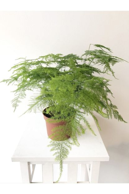 asparagus setaceus ithal