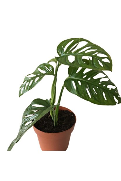 Armen Botanik Sarmasik Cins Monstera Obliqua Deve Tabani 25 Cm Trendyol