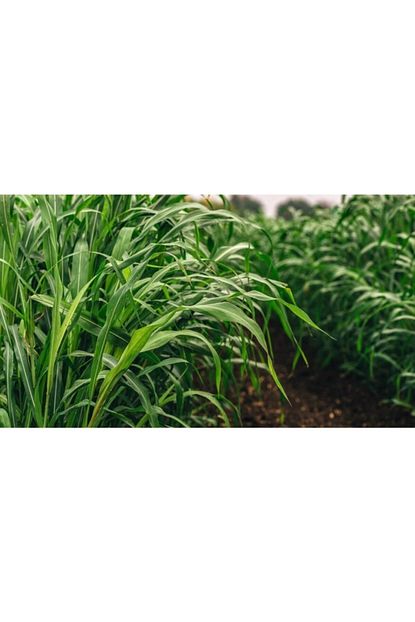 dogalsan tarim sorgum sudan otu tohumu 10 kg sorgum sudan otu melezi yem bitkileri tohumlari yem bitkisi fiyati yorumlari trendyol