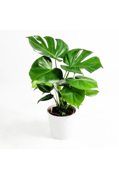 Fidanburada Deve Tabani Bitkisi Monstera Deliciosa 50 60 Cm Dekoratif Saksili Beyaz Saksili Trendyol
