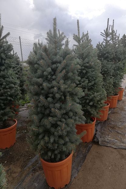 Alibotanik Yilbasi Cami Mavi Ladin Fidani Picea 120 150 Cm Trendyol