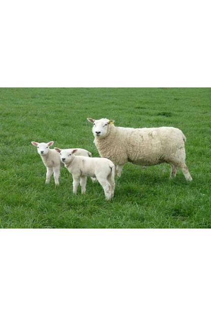 dogalsan tarim cayir mera karisimi tohumu 5 kg cayir mera tohumu yem bitkisi tohumu yem bitkileri tohumu fiyati yorumlari trendyol