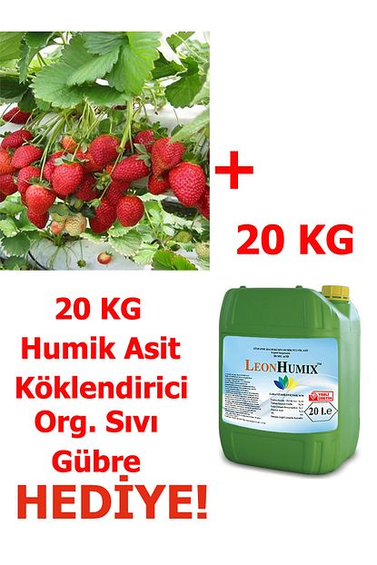 yayla tarim 1000 adet albion acik kok cilek fidesi 20 kg humik koklendirici gubre fiyati yorumlari trendyol