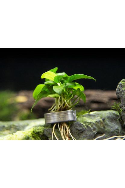 woof anubias nana 3 5 yaprakli her