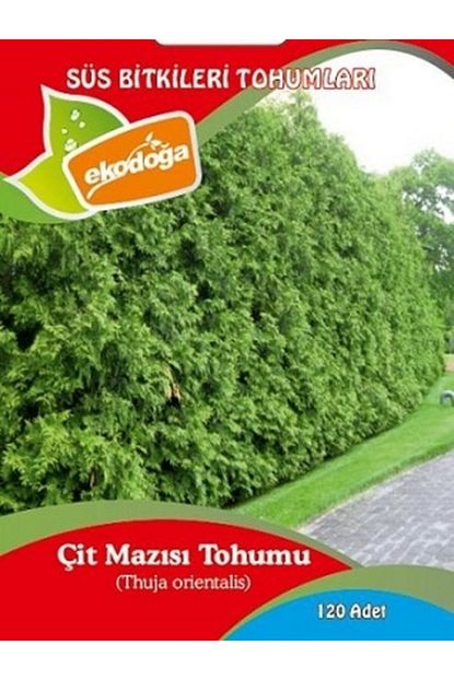 ekodoga cit mazisi tohumu 1 paket 120 adet tohum cam tohumu sus bitkisi tohumlari agac tohumlari fiyati yorumlari trendyol