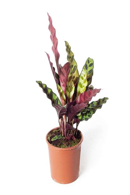 nema bahce kulturleri calathea lancifolia dua cicegi ithal 14cm o h 30 fiyati yorumlari trendyol