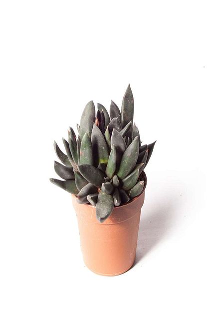 nema bahce kulturleri gasteria ithal 5 5cm o fiyati yorumlari trendyol