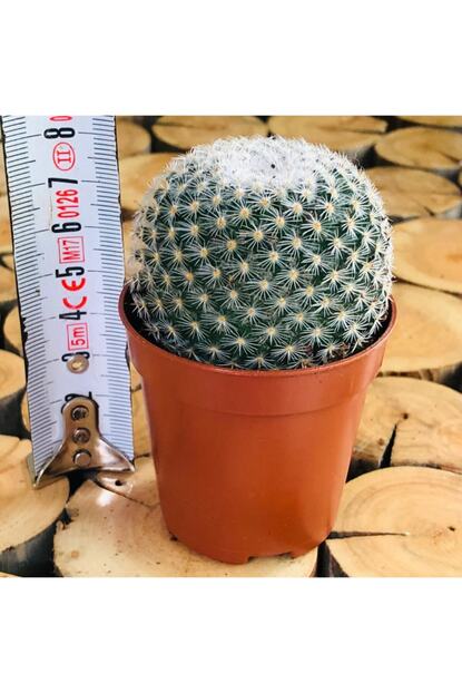 Ozen Cicekcilik Mammillaria Perbella Cactus Nadir Pembe Bol Cicek Acan Kaktus Fiyati Yorumlari Trendyol