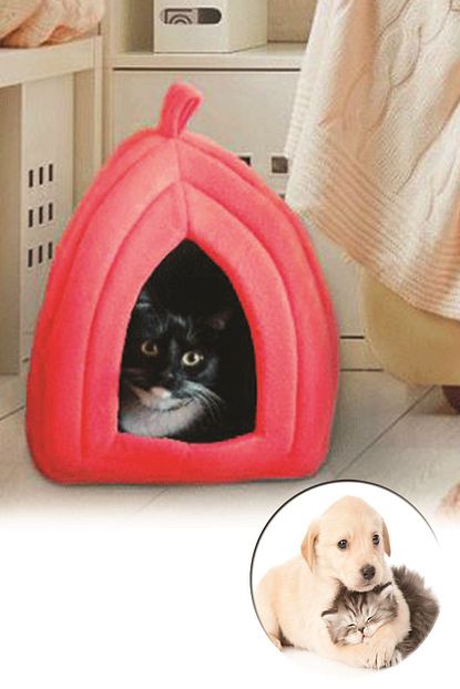 model ticaret kedi evi polar kedi