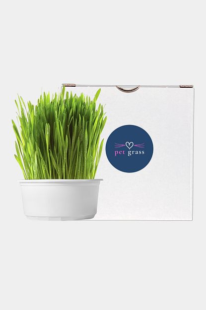 Petgrass Portatif Kedi Cimi Trendyol