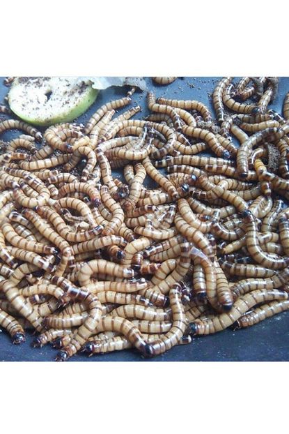 ankara canli yem morio surungen ve
