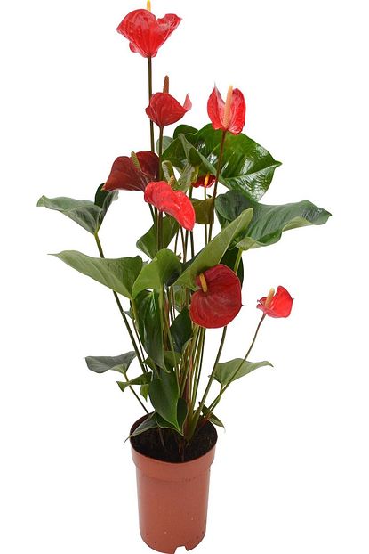 Alibotanik Flamingo Cicegi Antoryum Anthurium Trendyol