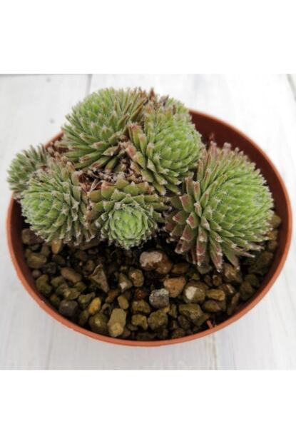 Fidanistanbul Sempervivum Pilioseum Gun Guzeli Kaktusu Buyuk Boy Saksida Fiyati Yorumlari Trendyol
