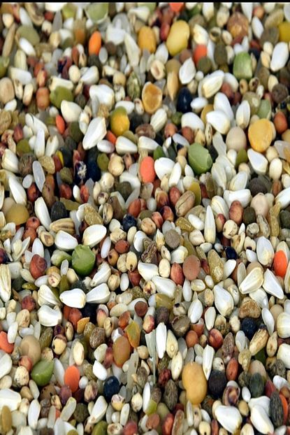 vitapol premium yuksek proteinli guvercin yemi 25 kg fiyati yorumlari trendyol