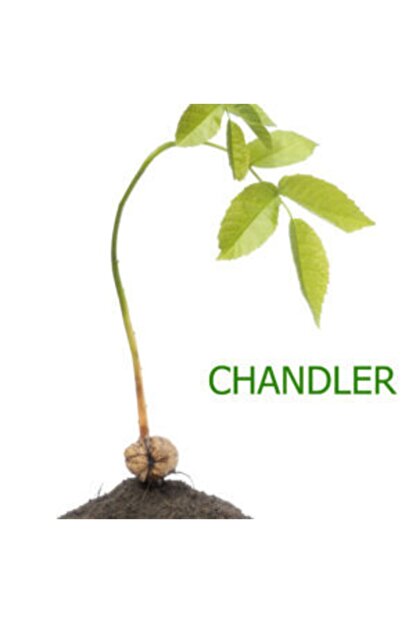 arel tarim acik chandler ceviz fidani