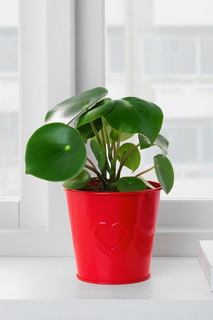 ikea vinter 2018 saksi fiyati yorumlari trendyol