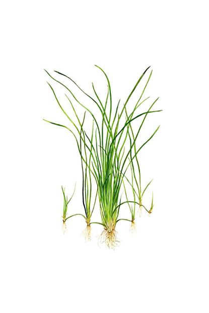 ithal bitki vallisneria nana saz canli bitki fiyati yorumlari trendyol