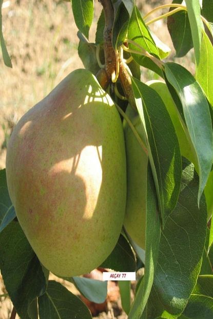 Idea Bahce Tuplu Asili Tam Bodur Aromatik Akcay 77 Armut Fidani Trendyol