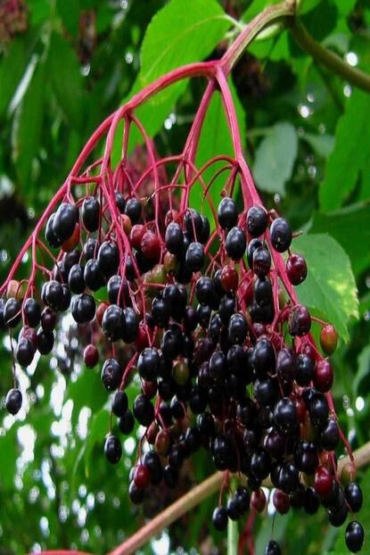 Idea Bahce Tuplu Sambucus Nigra Kara Murver Fidani Meyve Verme Durumunda Trendyol