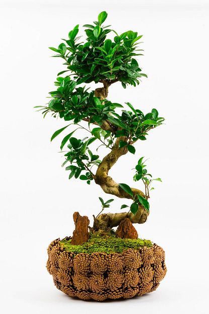 Cicekgarajbahce Pine Cone Serisi El Yapimi Saksi S Govde Ficus Bonsai Trendyol