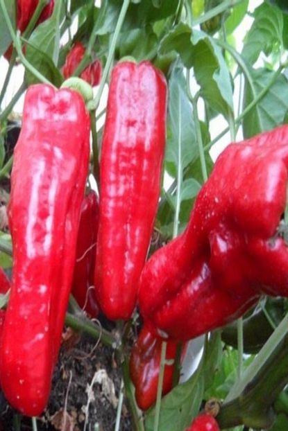 Online Taki Yaglik Kapya Biber Fidesi 5 Adet Trendyol
