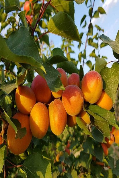 Onlinebahcem Tuplu Asili Yari Bodur Cagataybey Kayisi Fidani Trendyol
