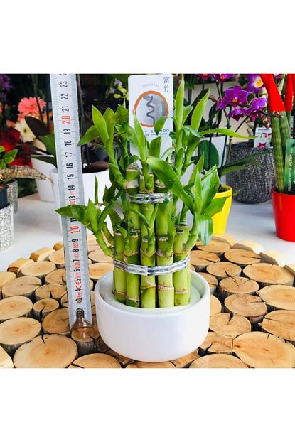 Ozen Cicekcilik Seramik Saksida Lucky Bamboo Sans Bambusu Trendyol