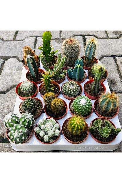 Ozen Cicekcilik Kaktus Seti 5 Adet Farkli Tur Dolgun Formlu Cactus Cesitleri Trendyol
