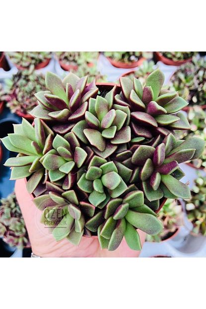 Sukulent Peperomia Graveolens Dikey Cift Renk Yaprakli 10 5 Cm Saksida