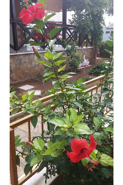 Cc Japon Gulu Chinese Rose Hibiscus Tuplu Trendyol