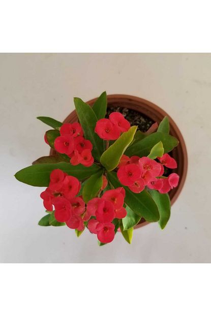 Kaktus Sukulent Millie Euphorbia Kirmizi Trendyol
