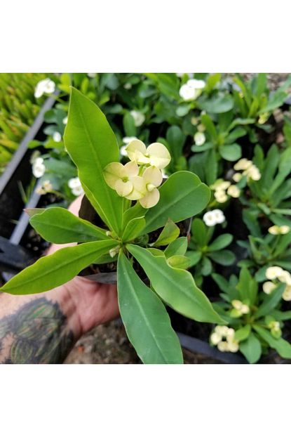 Tropikada Euphorbia Milii Dikenler Taci Kaktus Sari Trendyol