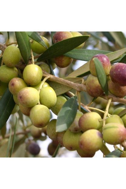 Baktar Tuplu Ispanyol Bodur Arbequina Zeytin Fidani 2 Yas Trendyol