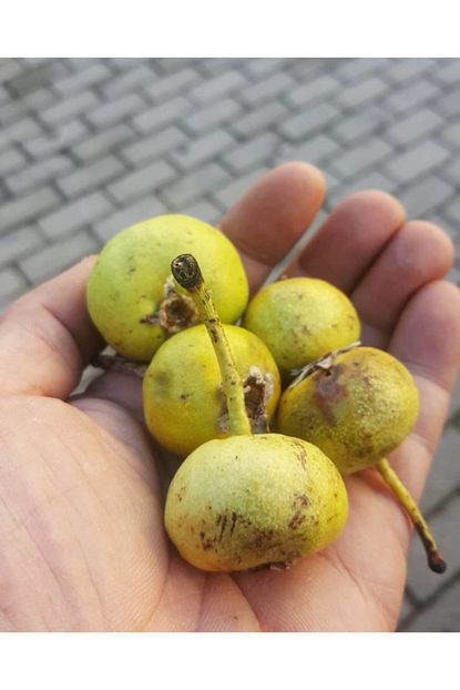 Tacirdepo Yabani Dogal Tas Armut Tohumu 35 Adet Trendyol
